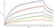 Anti-Human Siglec-2 Antibody (PIN_bio, Research Grade)