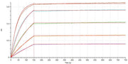 Anti-Human IL23-P19 Antibody (GUS_bio, Research Grade)