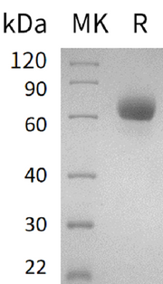 Recombinant Human LMIR2 (C-Fc)