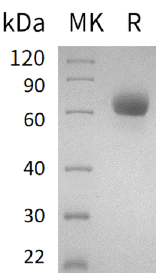 Recombinant Human LMIR2 (C-Fc)
