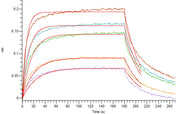 Recombinant Cynomolgus MUC-1 (C-Fc)