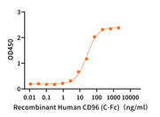 Recombinant Human CD96 (C-Fc)