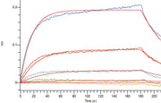 Recombinant Human CDH17 (C-6His)