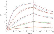 Recombinant Human CD40L