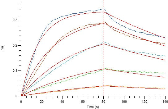 Recombinant Human CD40L