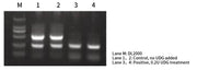Uracil-DNA Glycosylase (UDG)