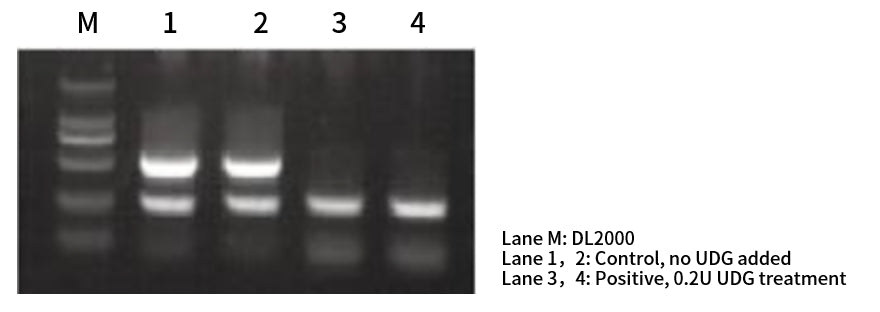 Uracil-DNA Glycosylase (UDG)