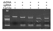 LbaCas12a Nuclease