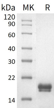 Recombinant Human REG1A (C-6His)