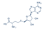 SAH (S-Adenosyl-L-homocysteine) chemical structure