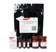 Senescence Detection Kit (SA-β-gal Staining)