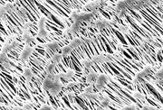 Hydrophobic PTFE Membrane Filters - Sartorius 11842--42------N