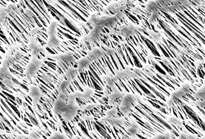 Hydrophobic PTFE Membrane Filters - Sartorius 11842--42------N