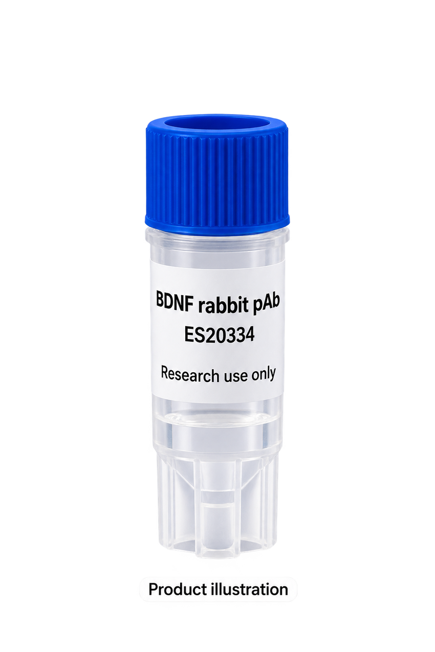 BDNF rabbit pAb