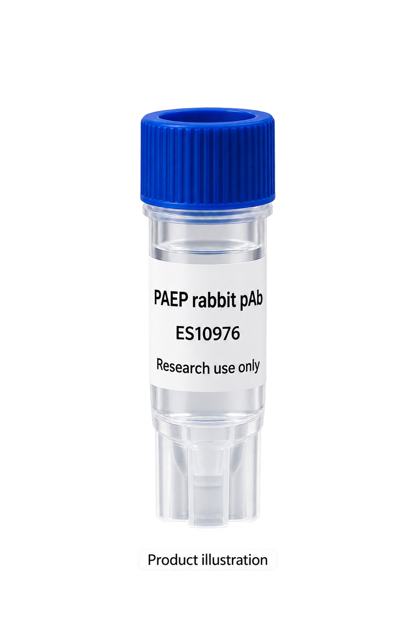 PAEP rabbit pAb